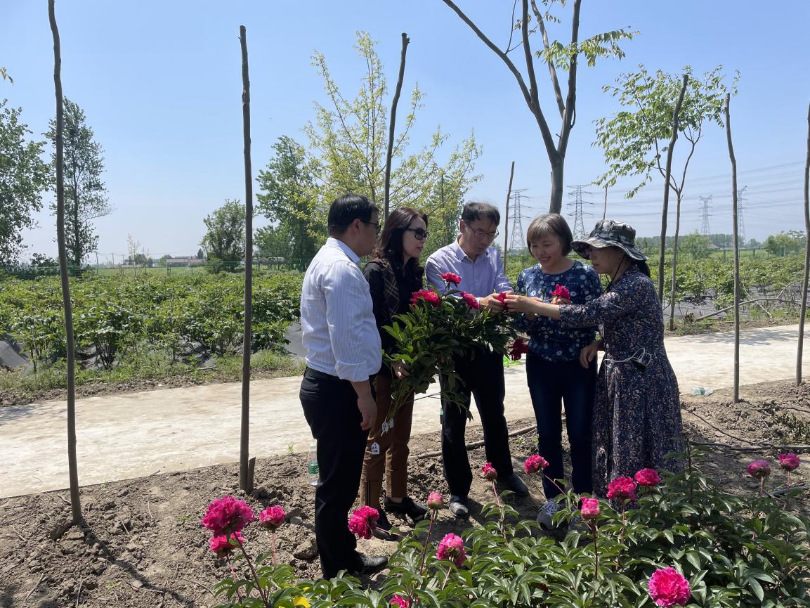 祝贺苏州·园区园林|芍药系列新品种通过专家现场实审